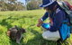 Mount Lofty Hike And Cleland Wildlife Park Day Trip From Adelaide - thumb 1