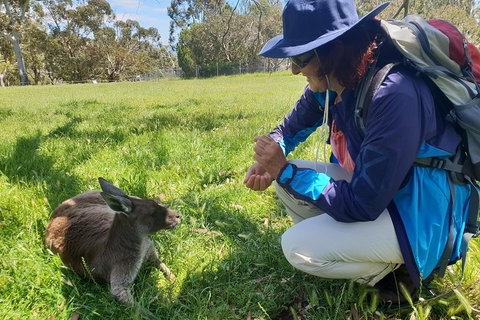 Mount Lofty Hike And Cleland Wildlife Park Day Trip From Adelaide - Accommodation Ballina 1