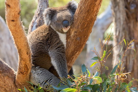 Mount Lofty Hike And Cleland Wildlife Park Day Trip From Adelaide - Accommodation Ballina 2