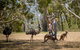 Mount Lofty Hike And Cleland Wildlife Park Day Trip From Adelaide - thumb 5