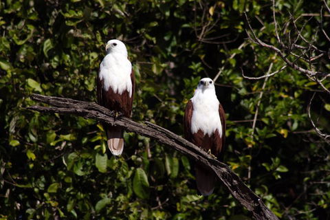 Whitsunday Crocodile Safari Including Lunch - Accommodation Ballina 2