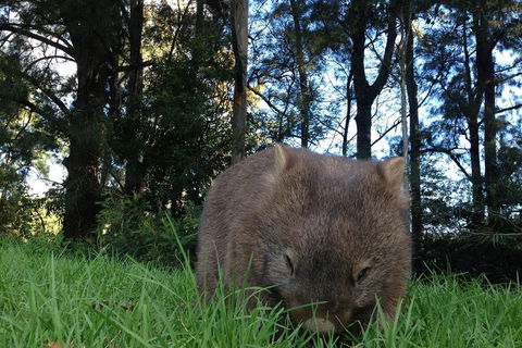 From The Mountains To The Bay - 4 Day Rediscovery Private Tour - Accommodation Ballina 5