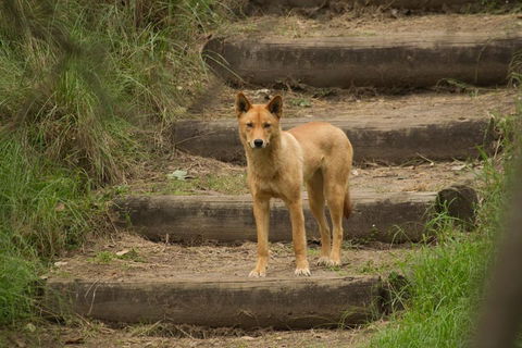 Blue Mountains Small-Group Insider Tour From Sydney - Accommodation Ballina 3