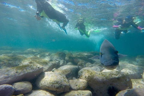 Manly And Shelly Beach Snorkeling Tour - Accommodation Ballina 0