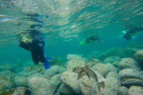 Manly And Shelly Beach Snorkeling Tour - Accommodation Ballina 1