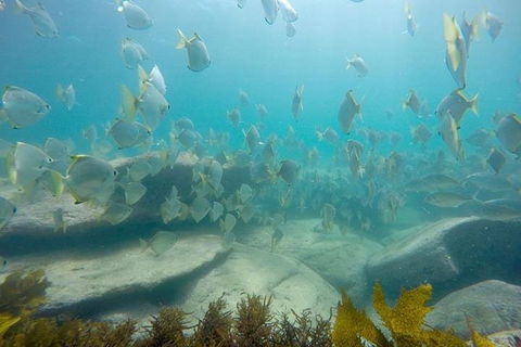 Manly And Shelly Beach Snorkeling Tour - Accommodation Ballina 2