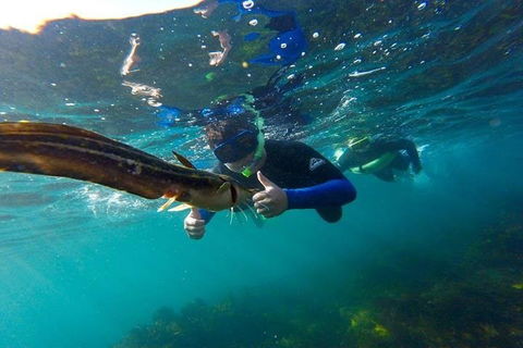 Manly And Shelly Beach Snorkeling Tour - Accommodation Ballina 3