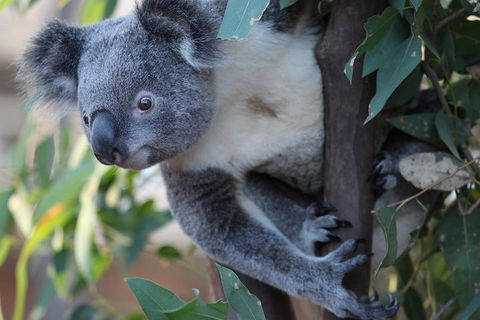 Sydney Attractions Pass: SEA LIFE Aquarium, Sydney Tower Eye, WILD LIFE Zoo And Madame Tussauds - Accommodation Ballina 2