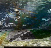 SEA LIFE Sydney Aquarium Entrance Ticket - Accommodation Ballina