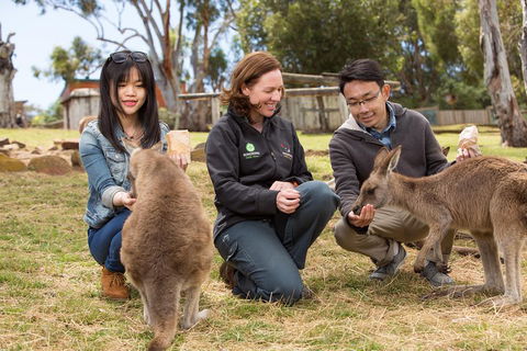 Bonorong Wildlife Park And Richmond Afternoon Tour From Hobart - Accommodation Ballina 1