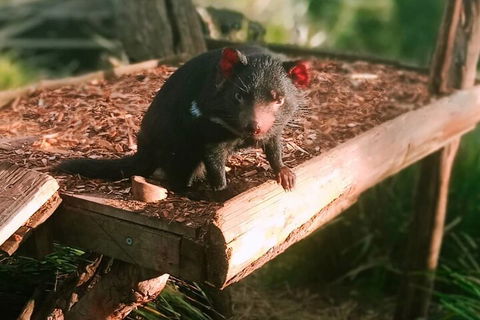 Bonorong Wildlife Park And Richmond Afternoon Tour From Hobart - Accommodation Ballina 4