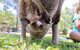 Luxury Hunter Valley Wildlife, Wine & Vodka Tasting Tour From Sydney - thumb 3