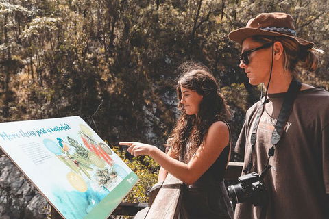 Springbrook AndTamborine Rainforest Tour Incl Natural Bridge And Glow Worm Cave - Accommodation Ballina 0