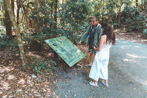 Springbrook AndTamborine Rainforest Tour Incl Natural Bridge And Glow Worm Cave - Accommodation Ballina 5