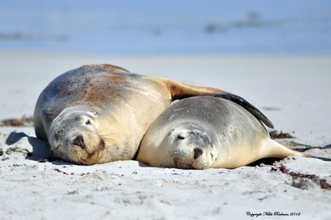 NEW TOUR - Kangaroo Island Road To Recovery Tour (1 Day/1 Night) - Accommodation Ballina 1