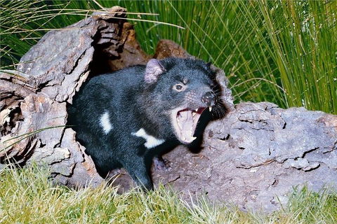 Blue Mountains Private Tour From Sydney With Featherdale Park - Accommodation Ballina 0