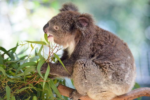 Blue Mountains Private Tour From Sydney With Featherdale Park - Accommodation Ballina 2