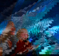 SEA LIFE Sunshine Coast Aquarium Entrance Ticket - Accommodation Ballina