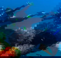 Scuba Dive the S.S. Yongala Wreck on the Great Barrier Reef. - Accommodation Ballina