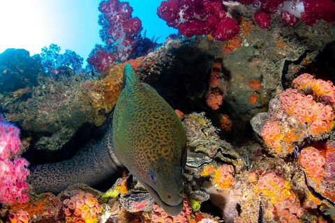 Scuba Dive The S.S. Yongala Wreck On The Great Barrier Reef. - Accommodation Ballina 1